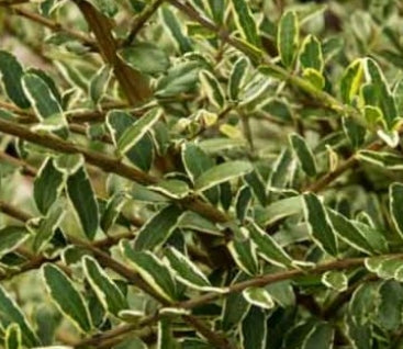 Lonicera nitida 'Lemon Beauty'