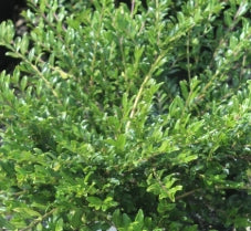 Lonicera pileata