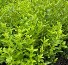 Lonicera involucrata (yellow)