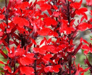Lobelia cardinalis 'Queen Victoria'