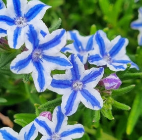 Lithodora diffusa 'White Star