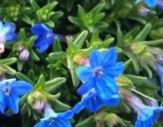 Lithodora diffusa 'Heavenly Blue'