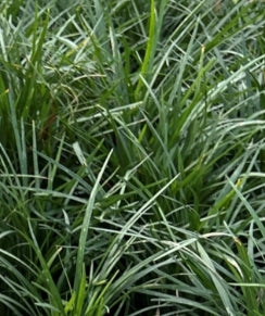 Liriope gigantea (Ophiopogon jaburan)