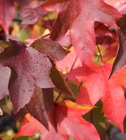 Liquidambar styraciflua
