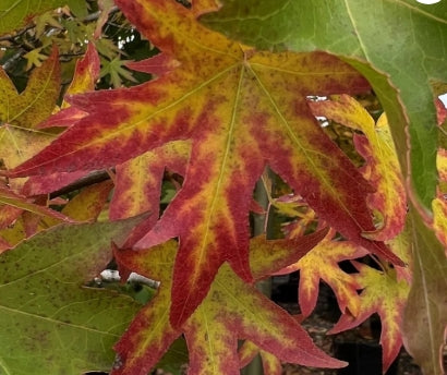 Liquidambar sty. 'Worplesdon'