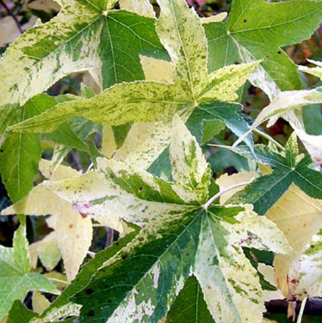 Liquidambar sty. 'Variegata'