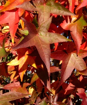 Liquidambar sty. 'Slender Silhouette' (BBP)