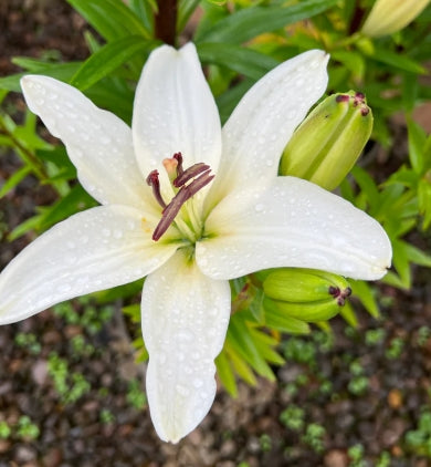 Lilium FantAsiatic® White