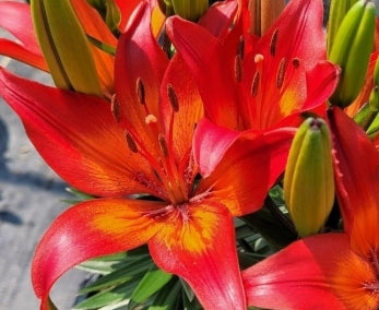 Lilium FantAsiatic® Red
