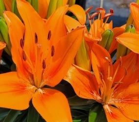 Lilium FantAsiatic® Orange
