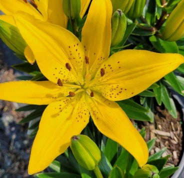 Lilium FantAsiatic® Hot-Spot Yellow