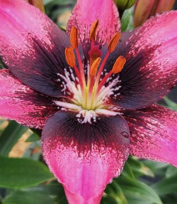 Lilium FantAsiatic® Hot-Spot Serious