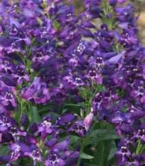LILAC PURPLE ROCK CANDY® PENSTEMON