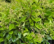 Ligustrum j. 'Texanum', Spiral