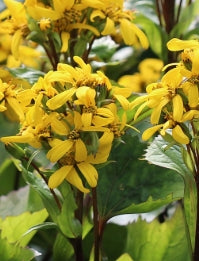 Ligularia x 'Little Lantern'