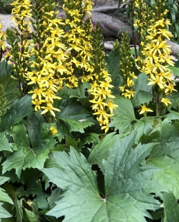 Ligularia stenocephala 'The Rocket'