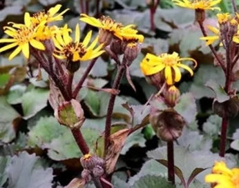 Ligularia dentata 'Othello'