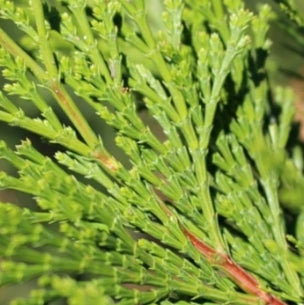 Libocedrus decurrens (CG)