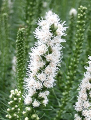Liatris s. 'Floristan White'