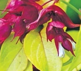Leycesteria formosa 'Jealousy'