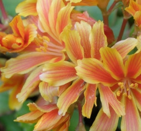 Lewisia cotyledon 'Sunset Strain'