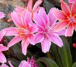 Lewisia cotyledon 'Little Plum'