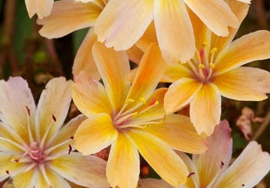 Lewisia cotyledon 'Little Peach'