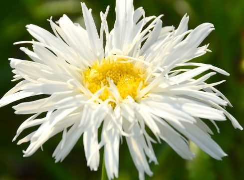 Leucanthemum x superbum 'Aglaia'