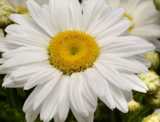 Leucanthemum x s. 'White Magic'