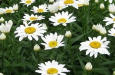Leucanthemum x s. 'Snow Lady'