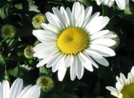 Leucanthemum x s. 'Snowcap'