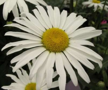 Leucanthemum x s. 'Silver Princess'