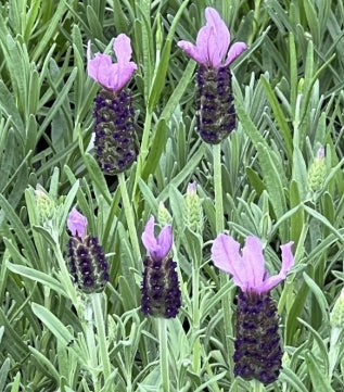Lavandula x intermedia 'Grosso'