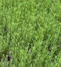 Lavandula stoechas 'Anouk Twilight Sky'