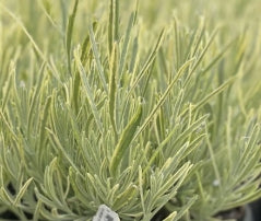 Lavandula ang. 'Platinum Blonde' ™