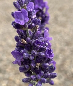 Lavandula ang. 'Hidcote Blue'