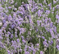 Lavandula ang. 'Ellagance Purple'