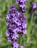 Lavandula ang. 'Big Time Blue' PPAF