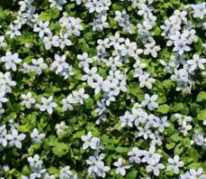 Laurentia fl. 'Blue Star Creeper' (Pratia)