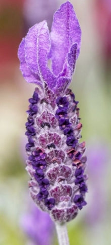 Lavandula stoechas 'Silver Anouk' PP20068