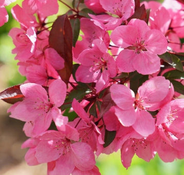 Malus x SHOW TIME™ (pink)