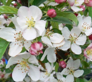 Malus x 'Zumi Calocarpa' (white)