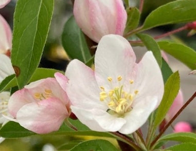 Malus x 'Sweet Sugar Tyme' ® (white) (CG)