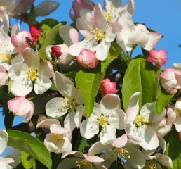 Malus x 'Sugar Tyme' ® PP7062 (white)