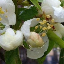 Malus x 'Spring Snow' PP2267 (white)