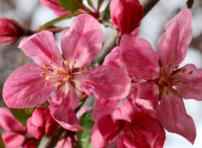 Malus x 'Robinson' (pink)