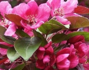 Malus x 'Radiant' (pink)