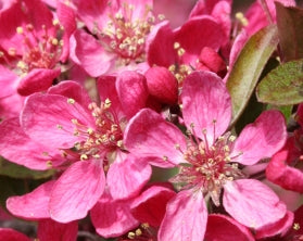 Malus x 'Purple Prince' PP84781 (red)