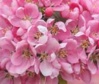 Malus x 'Profusion' (pink)