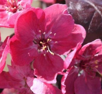 Malus x 'Perfect Purple' (deep pink)
